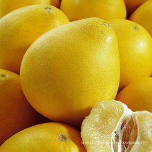 Natural Fresh Grapefruit Wholesale Chinese Sweet Honey Pomelo